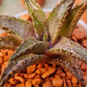 Haworthia tesselata "Namibia"