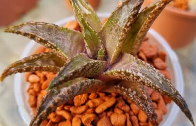 Haworthia tesselata "Namibia"