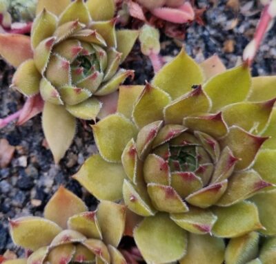 Sempervivum "GERBERSTERN" - Зображення 2