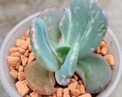 Echeveria "BERSERK" var. - Зображення 3
