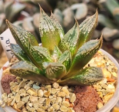 HAWORTHIA "SOFIA" - Зображення 2