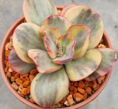 Echeveria "SUYON" Variegata - Зображення 2
