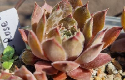 Sempervivum "BLUE ROSE"