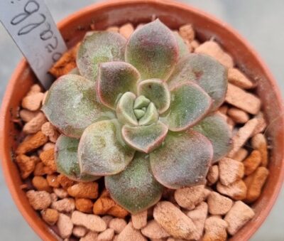 Echeveria "MORALBI" - Зображення 2
