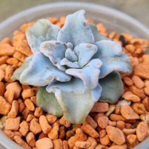 Echeveria "Crispate Beauty"