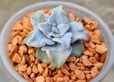 Echeveria "Crispate Beauty"