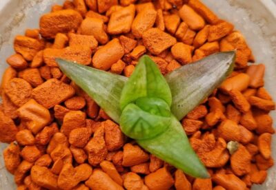 HAWORTHIA "CYMBIFORMIS" var. - Зображення 3