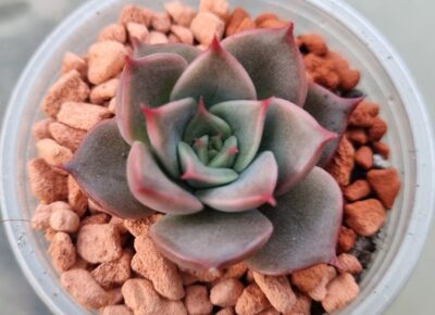 Echeveria "CRISTMAS x LILACINA" - Зображення 2