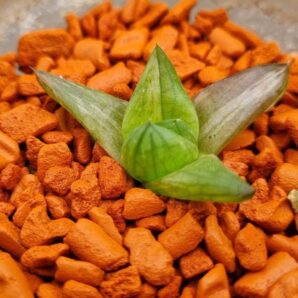 HAWORTHIA "CYMBIFORMIS" var.
