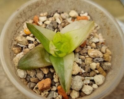 HAWORTHIA "CYMBIFORMIS" var. - Зображення 2