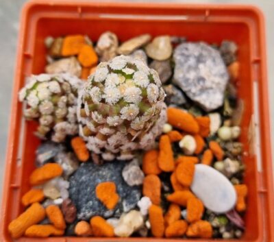 MAMMILLARIA "THERESAE" - Зображення 2