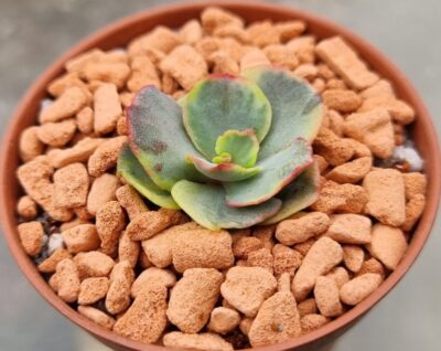 Echeveria "SUYON" Variegata - Зображення 3