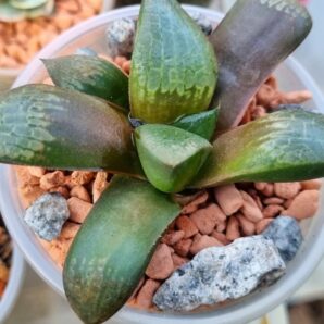 HAWORTHIA "PIGMAEA X COMPTONIANA"