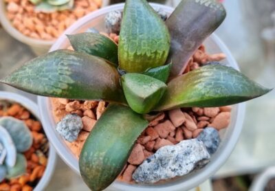 HAWORTHIA "PIGMAEA X COMPTONIANA"
