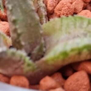Haworthia tesselata "Namibia"