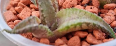 Haworthia tesselata "Namibia"