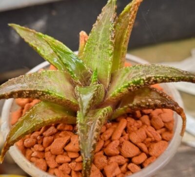 Haworthia tesselata "Namibia" - Зображення 3