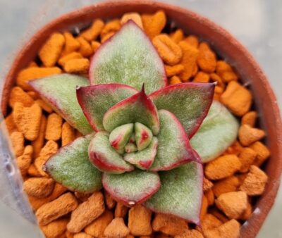 Echeveria "AGAVOIDES SPANE" variegated - Зображення 2