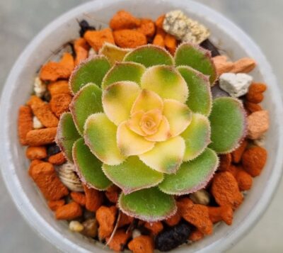 Aeonium "LUTEOVARIEGATUM" var. - Зображення 2
