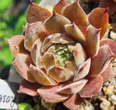 Sempervivum "BLUE ROSE" - Зображення 2