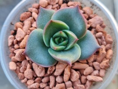 Echeveria "COSTA" - Зображення 2