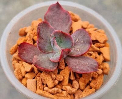 Echeveria "CANTERY" variegata - Зображення 2