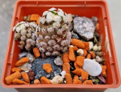 MAMMILLARIA "THERESAE"
