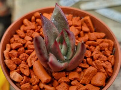 Echeveria agavoides "GALAXY MARS"