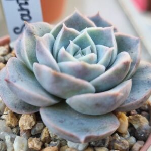 Echeveria "SANTARINA"