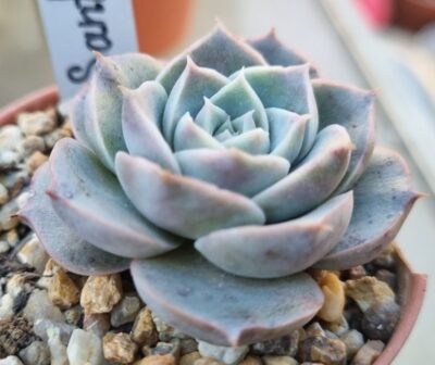 Echeveria "SANTARINA"