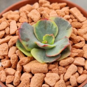 Echeveria "SUYON" Variegata