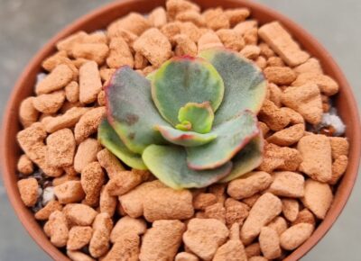 Echeveria "SUYON" Variegata