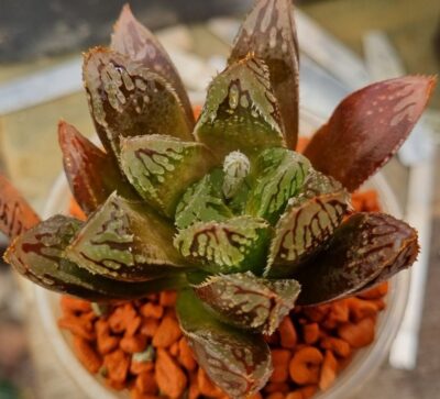 Haworthia "Hakuteijyo" hybrid - Зображення 2