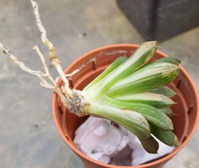 Haworthia "Obtusa" variegata - Зображення 3