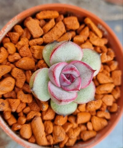 Echeveria "MIRINE" - Зображення 2