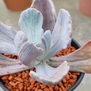 Echeveria "Jocelyn's Joy"