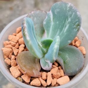 Echeveria "BERSERK" var.