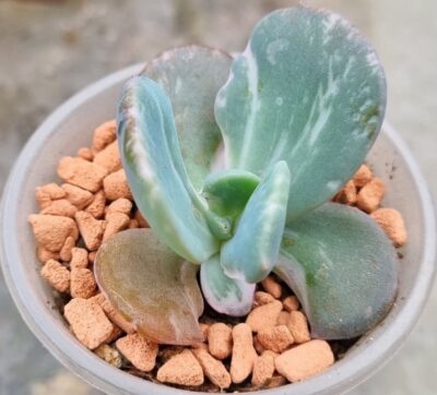 Echeveria "BERSERK" var.