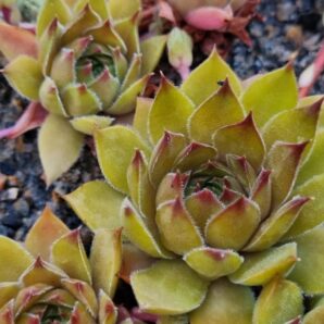 Sempervivum "GERBERSTERN"