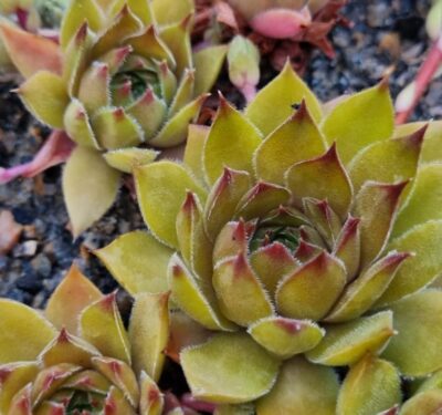 Sempervivum "GERBERSTERN"