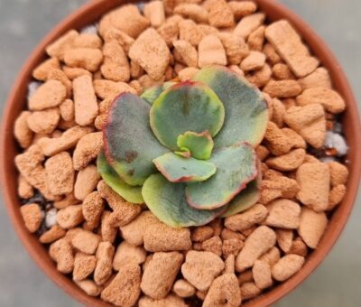 Echeveria "SUYON" Variegata - Зображення 2