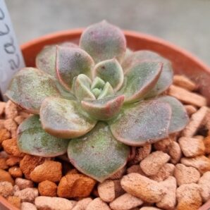Echeveria "MORALBI"