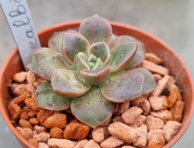 Echeveria "MORALBI"