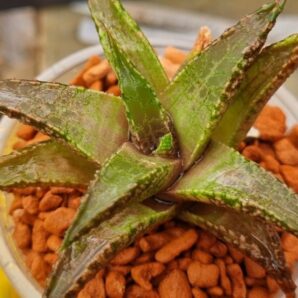 Haworthia tesselata "Namibia"
