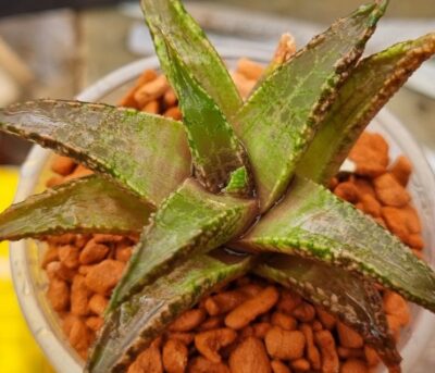 Haworthia tesselata "Namibia"