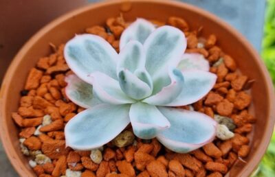 Echeveria "BERKELEY LIGHT" variegated - Зображення 2