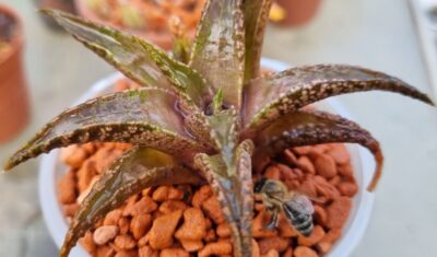 Haworthia tesselata "Namibia" - Зображення 3