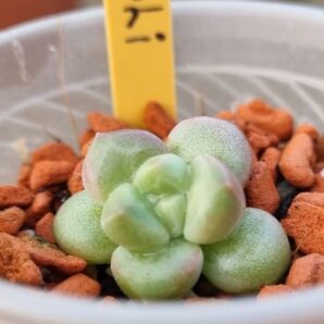 Echeveria "TIVOLI"