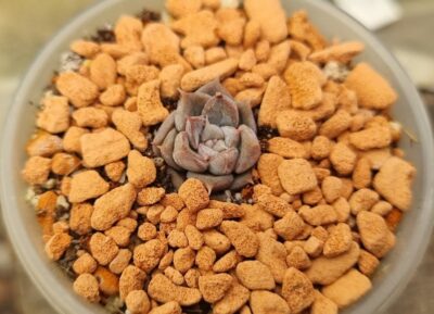 Echeveria "MOIRE" - Зображення 2