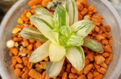 Haworthia obtusa "Himawarily" variegata - Зображення 2
